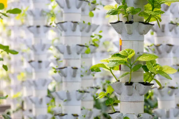 Hydroponic Tower Kit